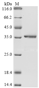 Human CSTA Protein