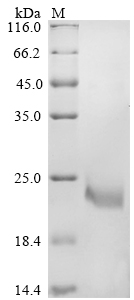 Plant Triticum aestivum Alpha-amylase/trypsin inhibitor CM3 Protein