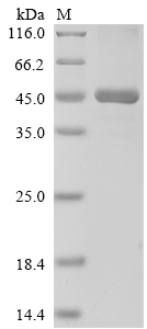 Human ABCB1 Protein