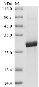 Gadus morhua Trypsin-1 Protein