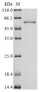 Mouse Cyp2e1 Protein