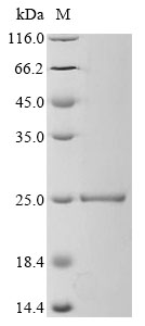 CHRNA1 Protein