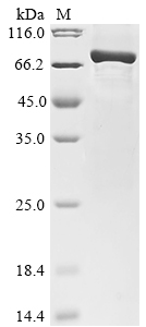 Human CHGB Protein