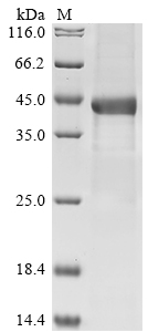 Human CFHR1 Protein