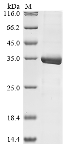 Human H4C1 Protein