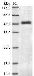 GLUL Protein