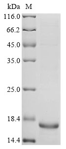 Feline coronavirus Spike glycoprotein Protein