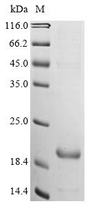 Bovine GPR52 Protein