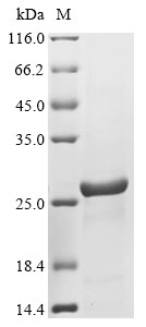Drosophila PGRP-SC2 Protein