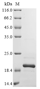 flgM Protein