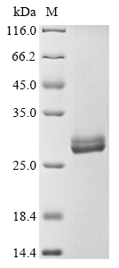 splD Protein