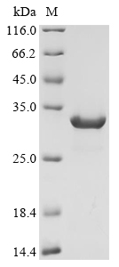 yciK Protein