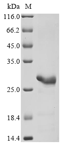 Human IFNA17 Protein