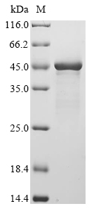 algL Protein