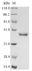 Mouse Cd200 Protein