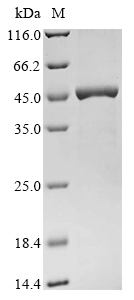 Mouse Trim63 Protein