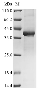 Mouse Dao Protein