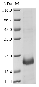 Mouse Klrg1 Protein