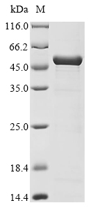 Human Blood group RhD polypeptide Protein (Biotin)