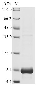 pyp Protein