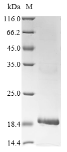Pacifastacus leniusculus Astakine Protein