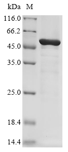 asa1 Protein