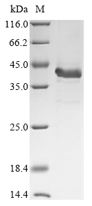 Mouse Complement C4-B Protein