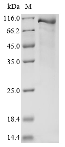 Mouse C1sb Protein