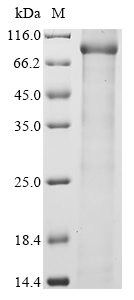 Mouse C1ra Protein
