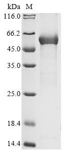 Mouse C1rl Protein