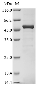 PowCR01_000150100 Protein
