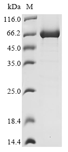 bgaC Protein