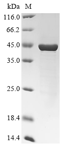 pcl Protein