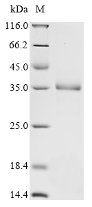 Insect Apis mellifera Vitellogenin Protein