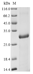 EXPA1 Protein