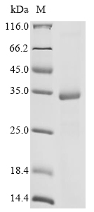 EXPB1 Protein