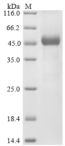 Insect Apis mellifera Defensin-1 Protein