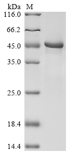 Human NPR2 Protein