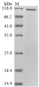 Human MYC Protein (Biotin)