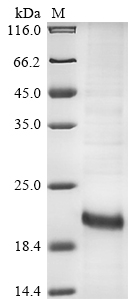 Mouse Igflr1 Protein