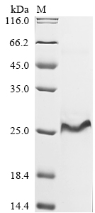 Puccinia triticina Uncharacterized Protein