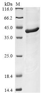 Human LIN28A Protein