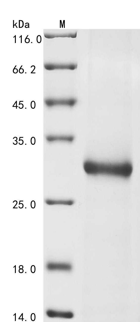 Schmidtea mediterranea Activin 1 Protein