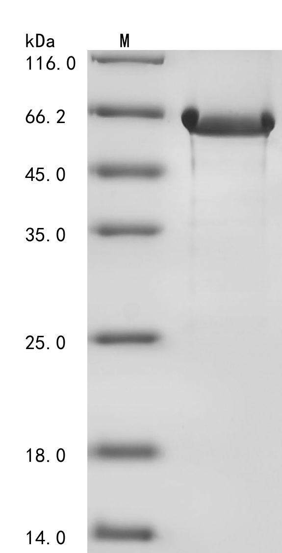 Human BECN1 Protein