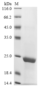 CUTA Protein