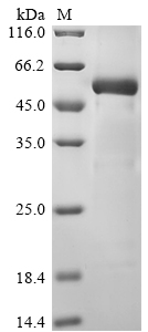 Human NR2F1 Protein