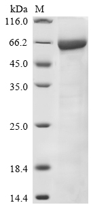 Rat Ache Protein
