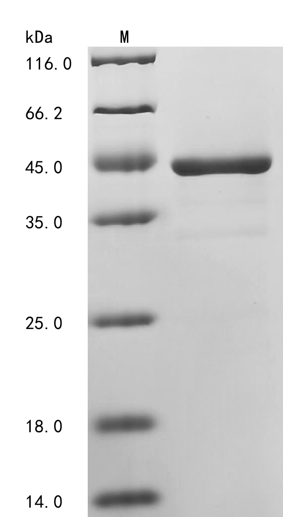 UVSX Protein