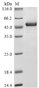 Human NFE2L2 Protein