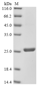 Mouse Col12a1 Protein